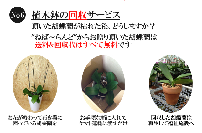 胡蝶蘭の花植木鉢回収サービス