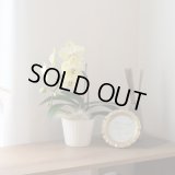 ミディ胡蝶蘭1本立ち