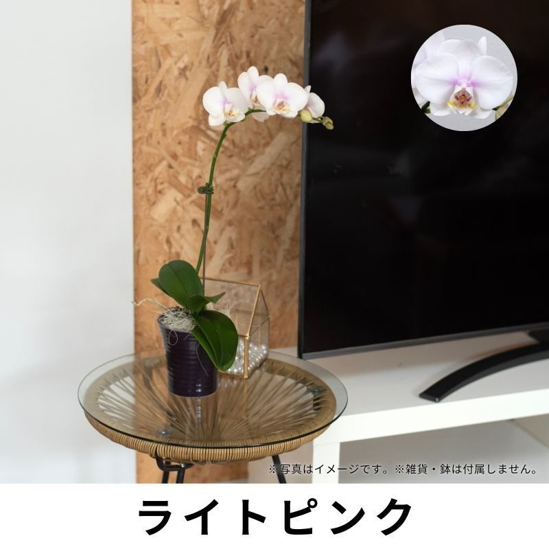 画像4: ミディ胡蝶蘭1本立ち