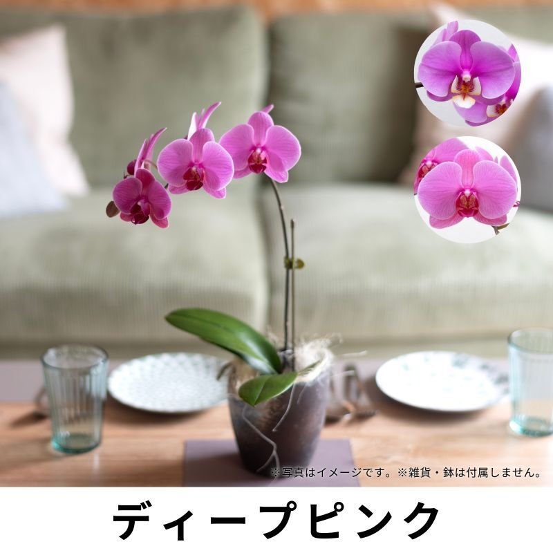 画像5: ミディ胡蝶蘭1本立ち