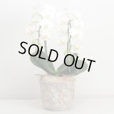 ミディ胡蝶蘭2本立ち