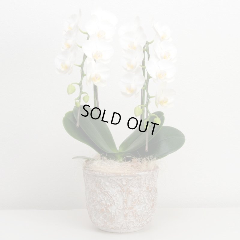 画像1: ミディ胡蝶蘭2本立ち