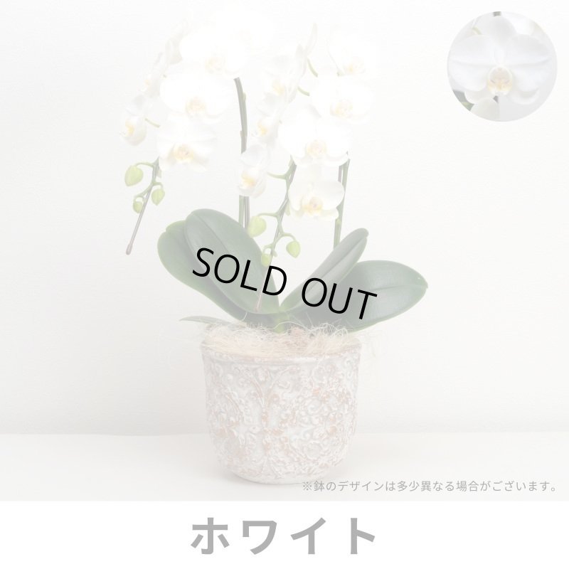 画像2: ミディ胡蝶蘭2本立ち