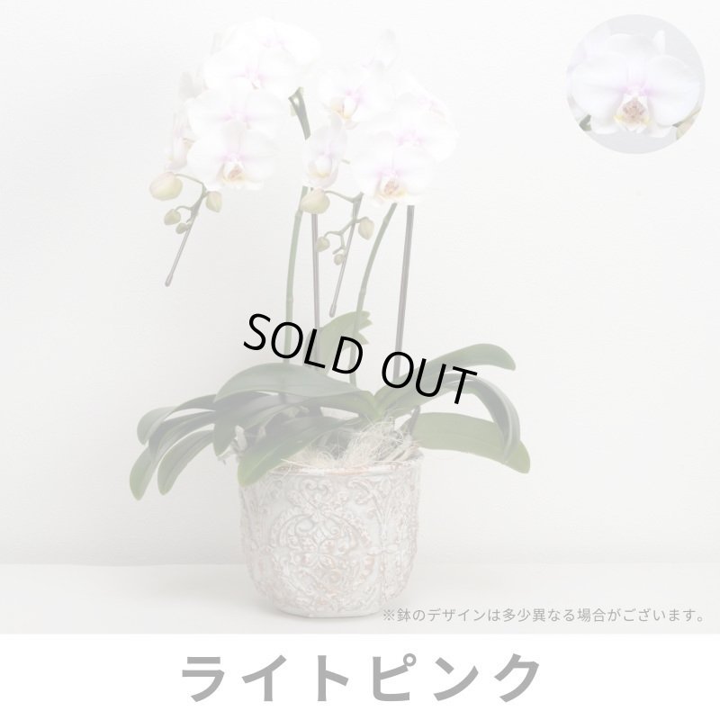 画像4: ミディ胡蝶蘭2本立ち