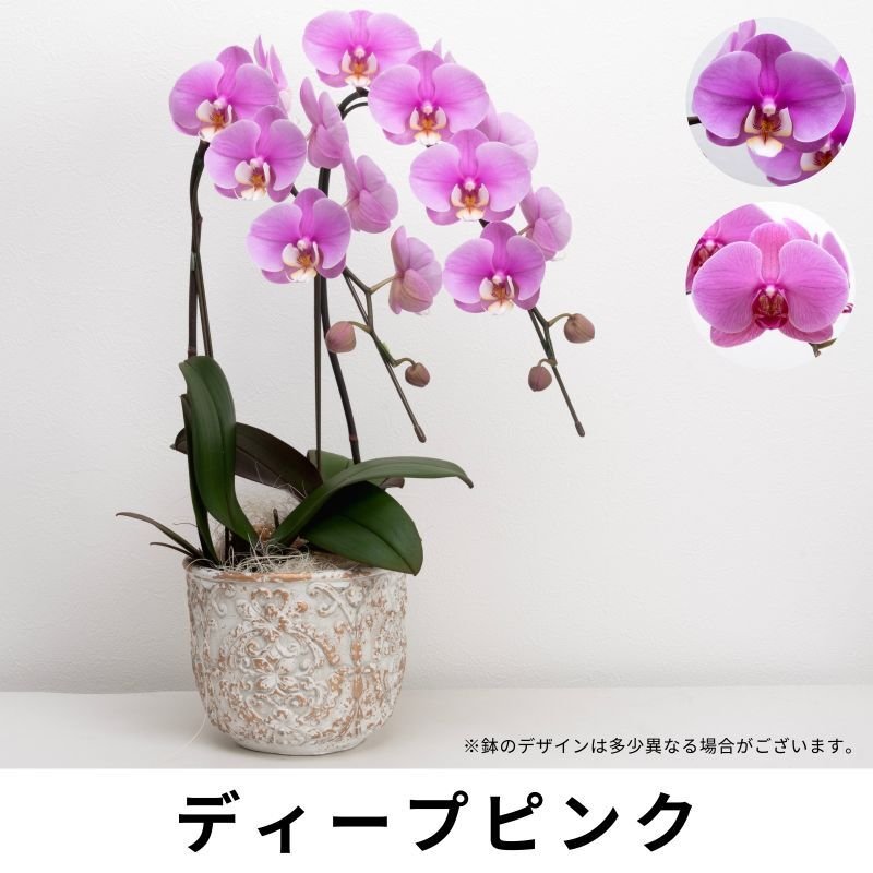 画像5: ミディ胡蝶蘭2本立ち