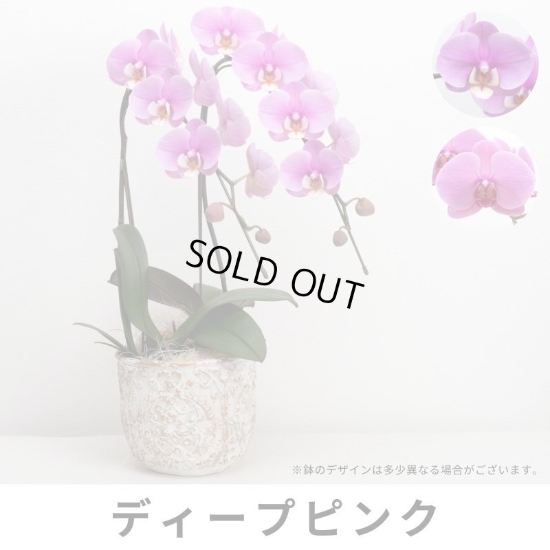 画像5: ミディ胡蝶蘭2本立ち