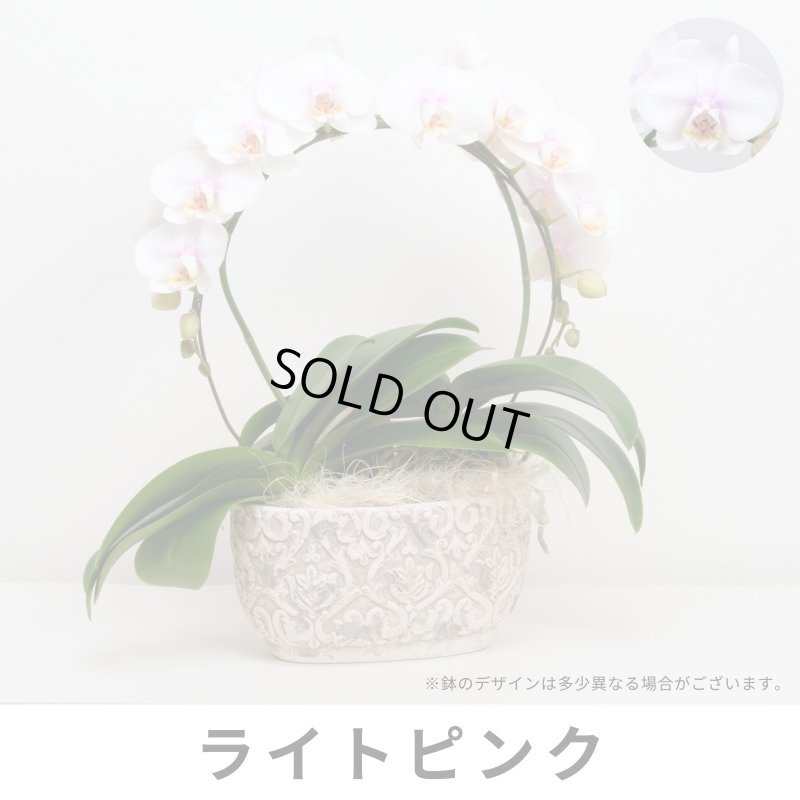 画像4: ミディ胡蝶蘭2本立ち【アーチ】