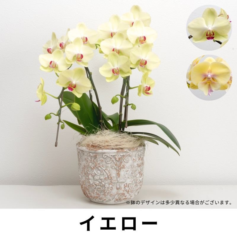 画像3: ミディ胡蝶蘭2本立ち