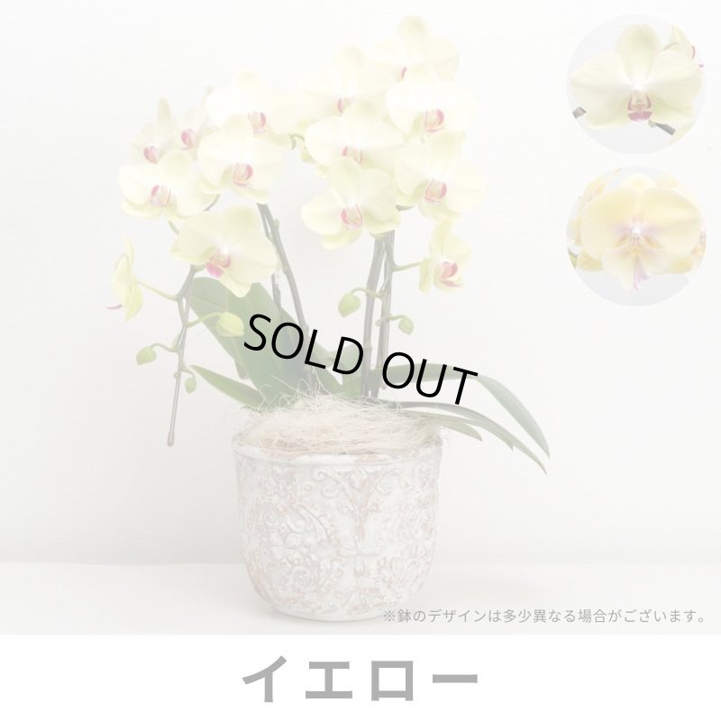 画像3: ミディ胡蝶蘭2本立ち