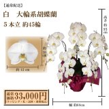 【通常納品】胡蝶蘭　白　5本立　45輪以上