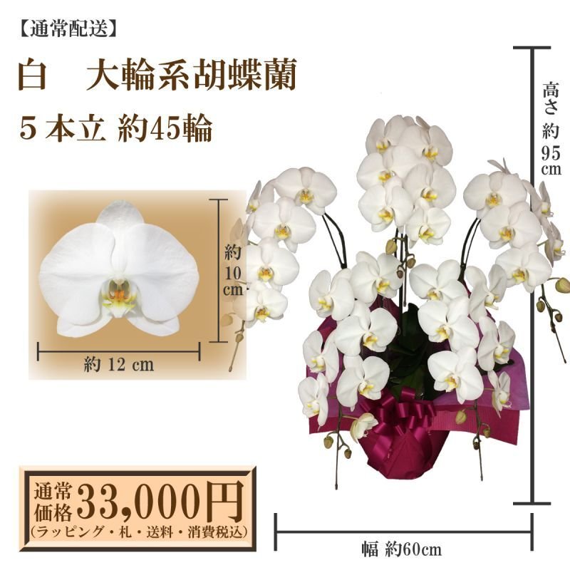 画像1: 【通常納品】胡蝶蘭　白　5本立　45輪以上