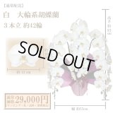 【通常納品】胡蝶蘭　白　3本立　42輪以上