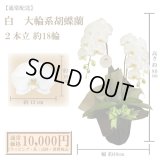 【通常納品】胡蝶蘭　白　2本立　18輪以上
