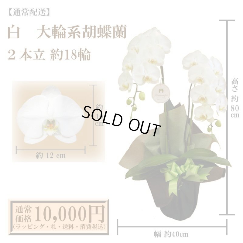 画像1: 【通常納品】胡蝶蘭　白　2本立　18輪以上