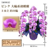 【通常納品】胡蝶蘭　ピンク　3本立　36輪以上