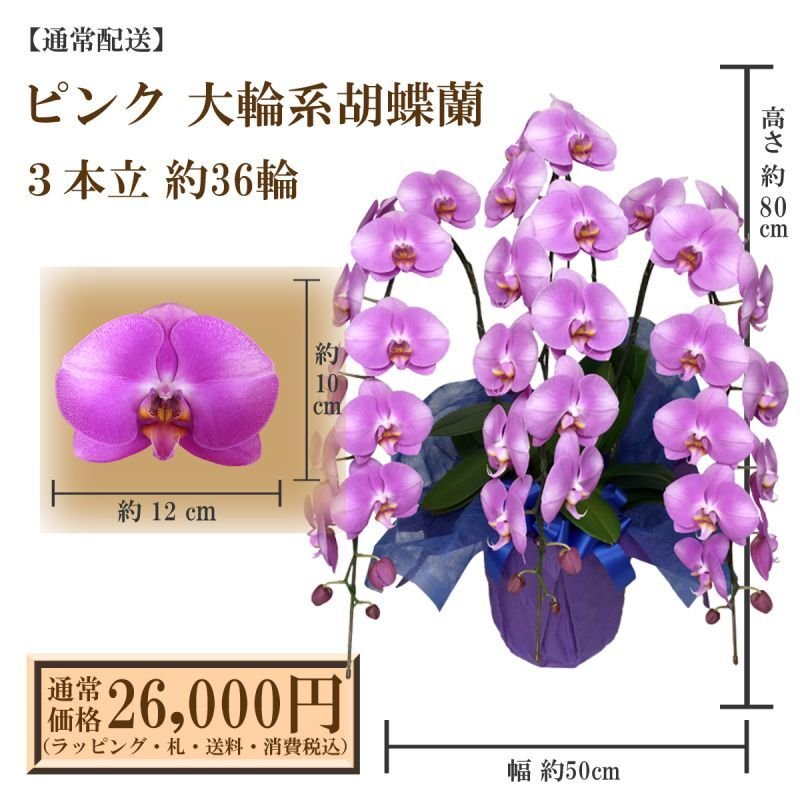 画像1: 【通常納品】胡蝶蘭　ピンク　3本立　36輪以上