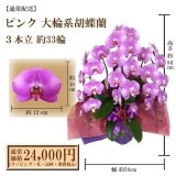 【通常納品】胡蝶蘭　ピンク　3本立　33輪以上