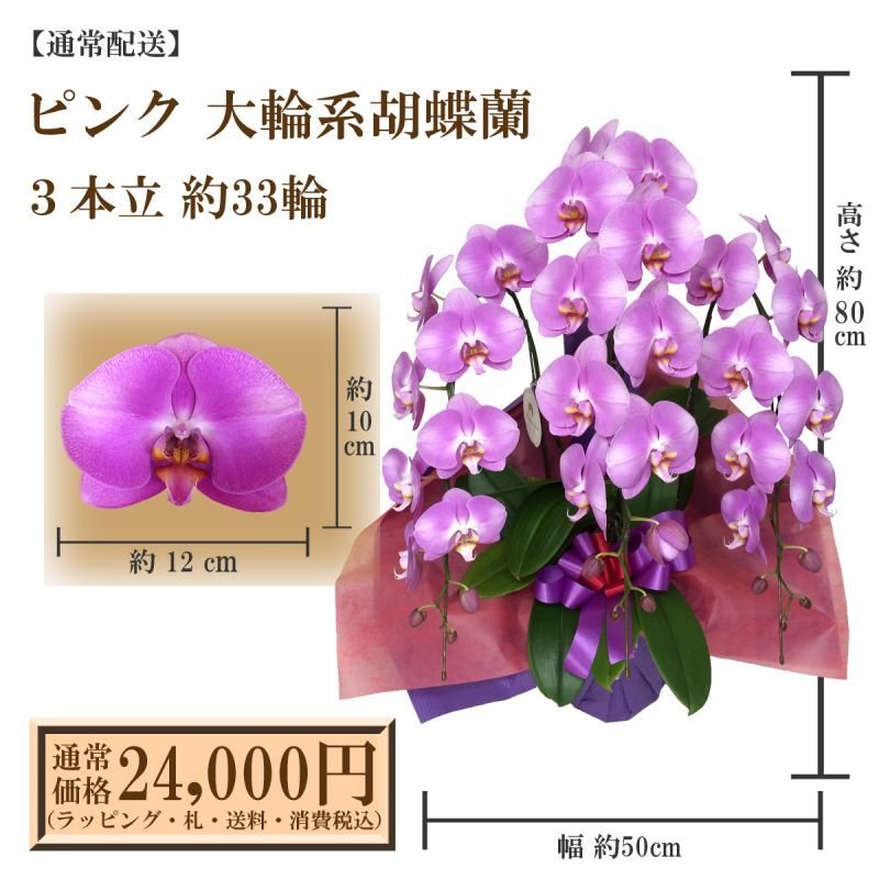 画像1: 【通常納品】胡蝶蘭　ピンク　3本立　33輪以上