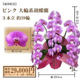 【通常納品】胡蝶蘭　ピンク　3本立　39輪以上