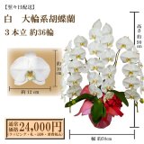 【翌々日配送】胡蝶蘭　白　3本立　36輪以上