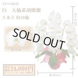 【翌々日配送】胡蝶蘭　白　3本立　36輪以上