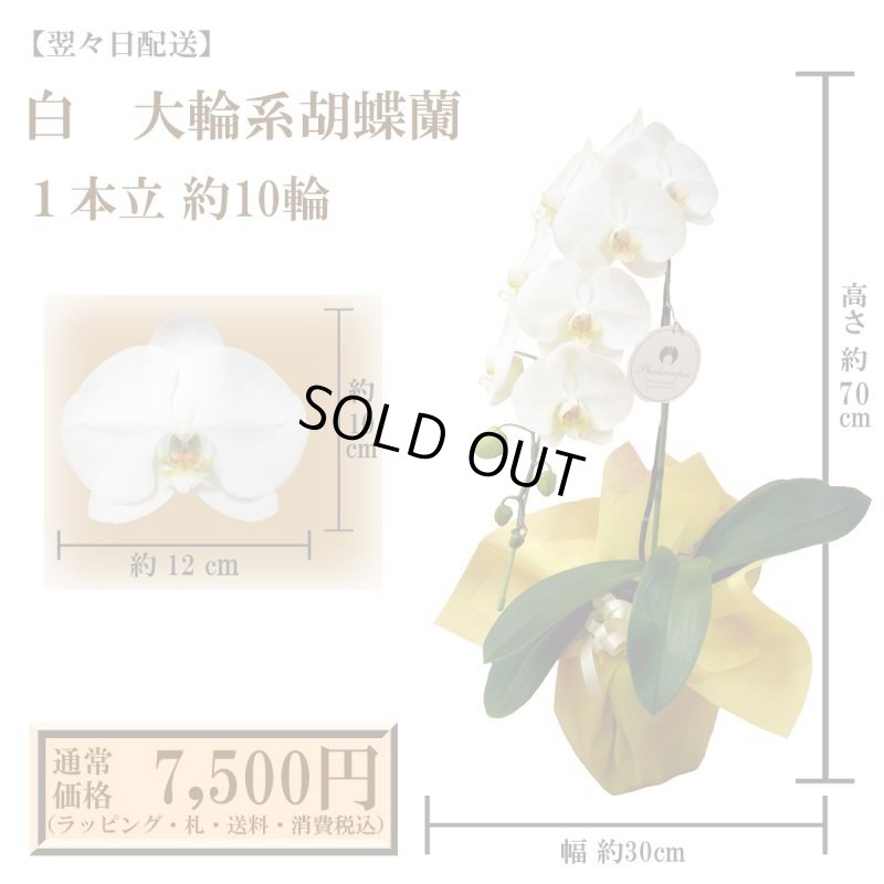 画像1: 【翌々日配送】胡蝶蘭　白　1本立　10輪以上