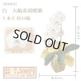 【通常納品】胡蝶蘭　白　1本立　10輪以上