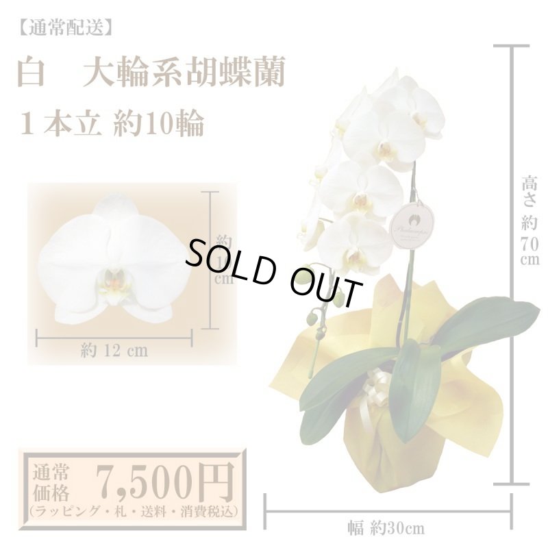 画像1: 【通常納品】胡蝶蘭　白　1本立　10輪以上