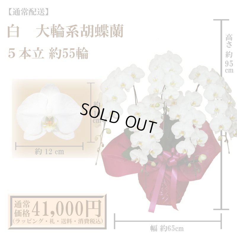 画像1: 【通常納品】胡蝶蘭　白　5本立　55輪以上