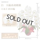 【通常納品】胡蝶蘭　白　3本立　36輪以上