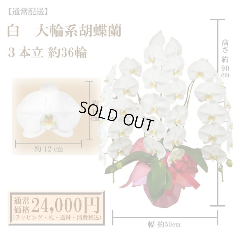 画像1: 【通常納品】胡蝶蘭　白　3本立　36輪以上