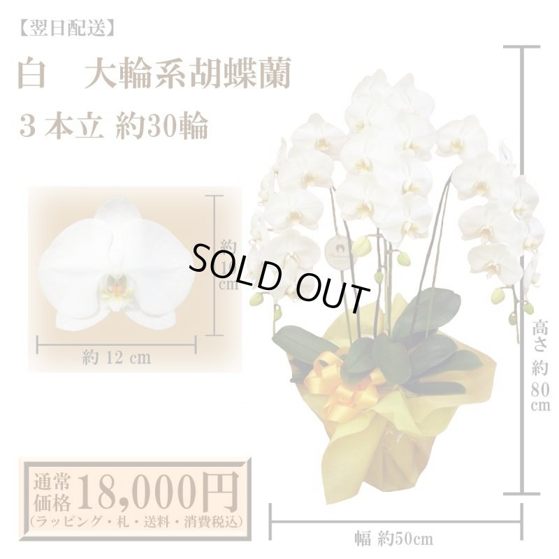 画像1: 【翌日配送】胡蝶蘭　白　3本立　30輪以上