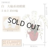 【通常納品】胡蝶蘭　白　5本立　60輪以上