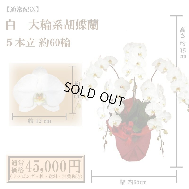 画像1: 【通常納品】胡蝶蘭　白　5本立　60輪以上