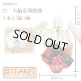 【通常納品】胡蝶蘭　白　5本立　50輪以上