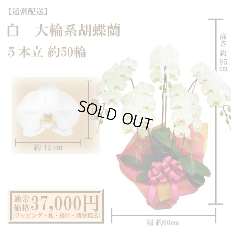 画像1: 【通常納品】胡蝶蘭　白　5本立　50輪以上
