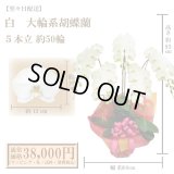 【翌々日配送】胡蝶蘭　白　5本立　50輪以上