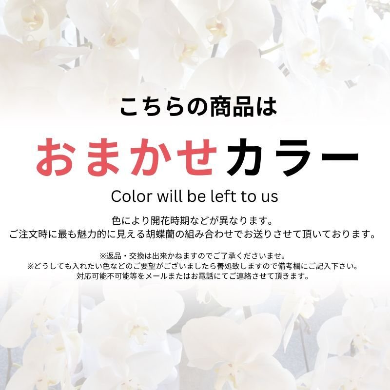 画像10: アレンジミディ胡蝶蘭3本立ち