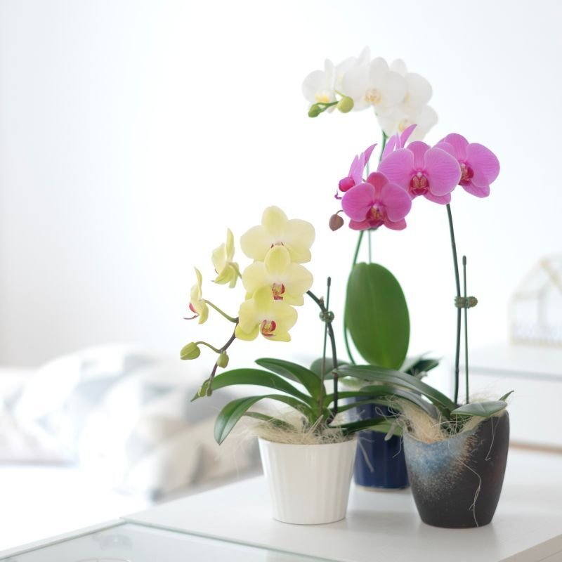 画像11: ミディ胡蝶蘭3本立ち