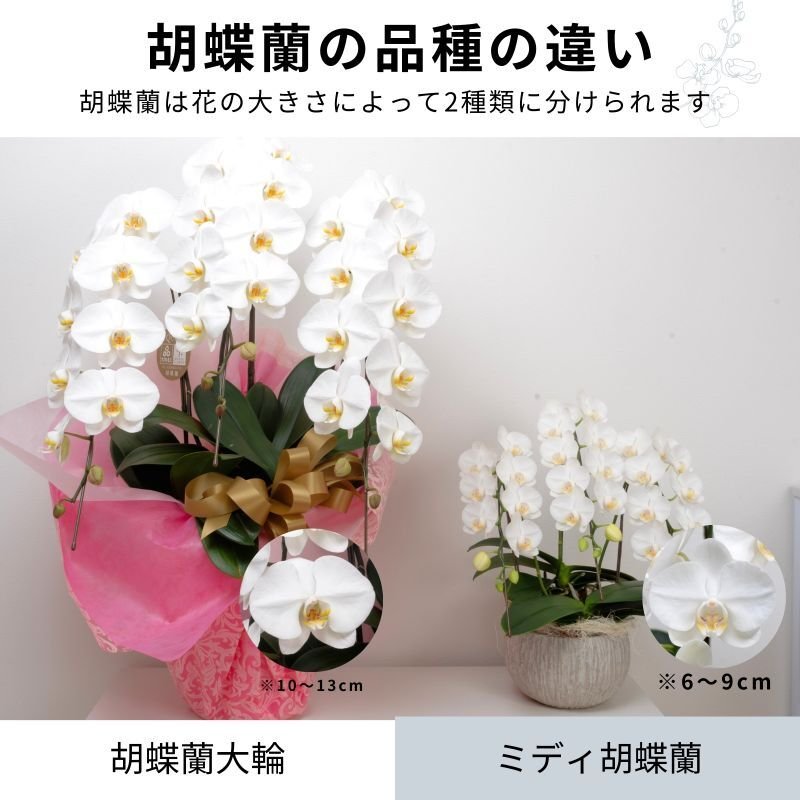 画像8: アレンジミディ胡蝶蘭3本立ち