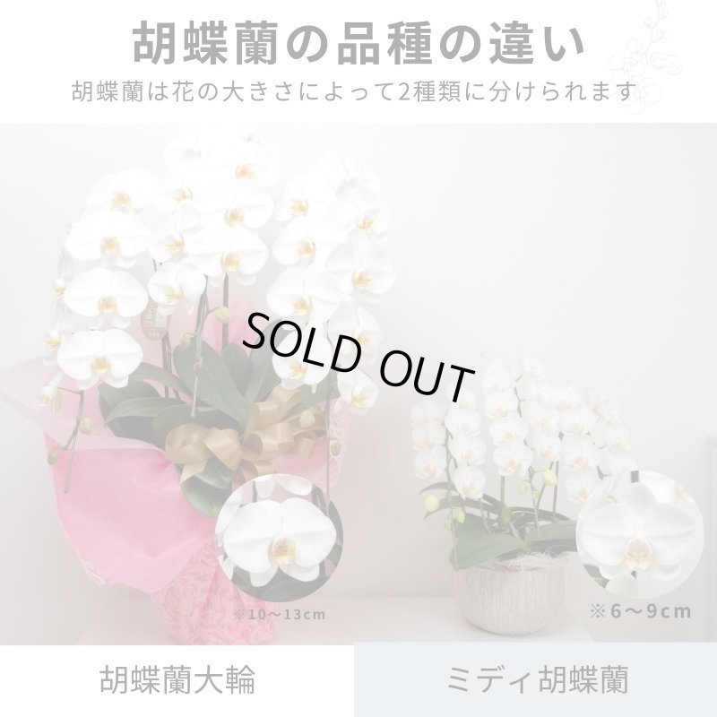 画像8: アレンジミディ胡蝶蘭5本立ち