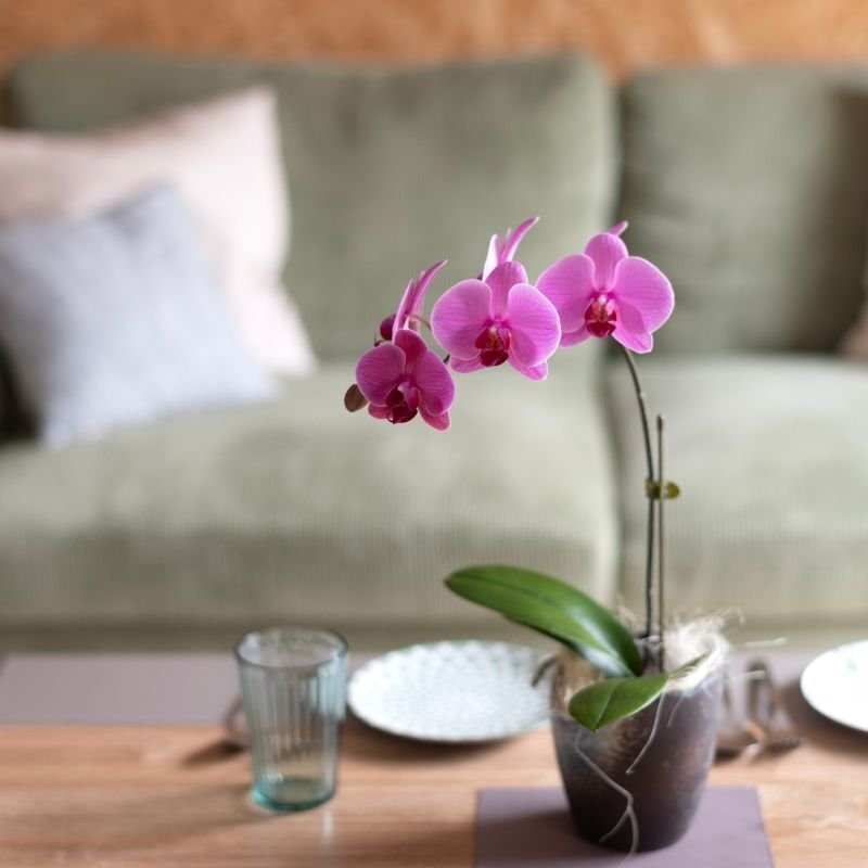 画像4: アレンジミディ胡蝶蘭3本立ち