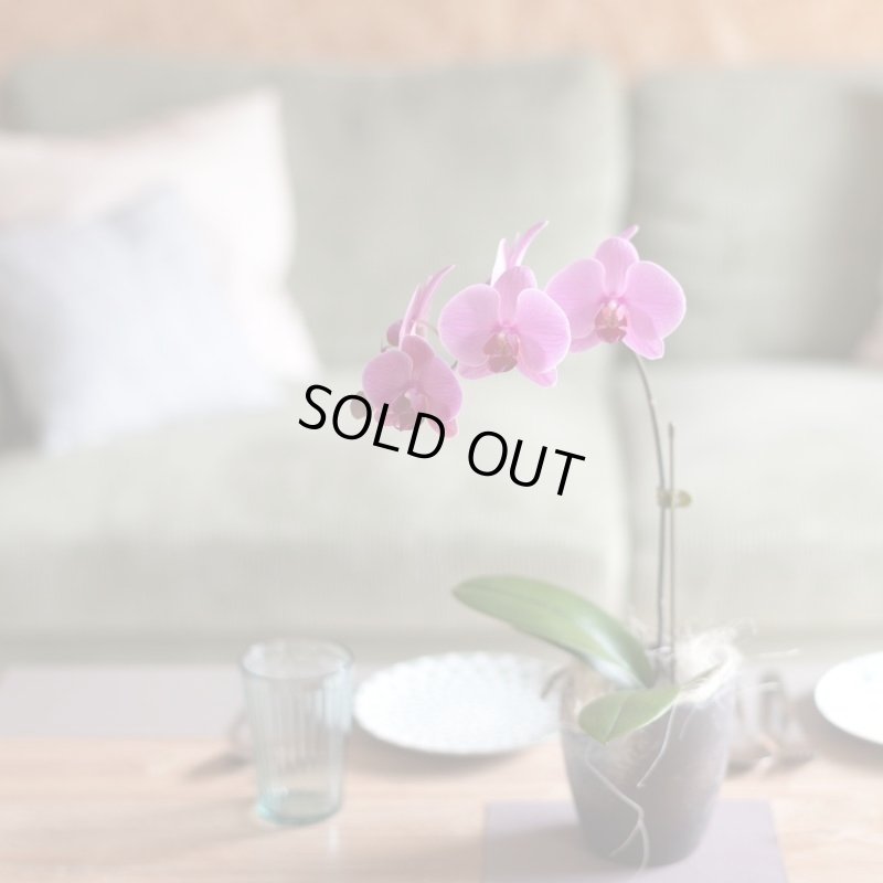 画像4: アレンジミディ胡蝶蘭5本立ち