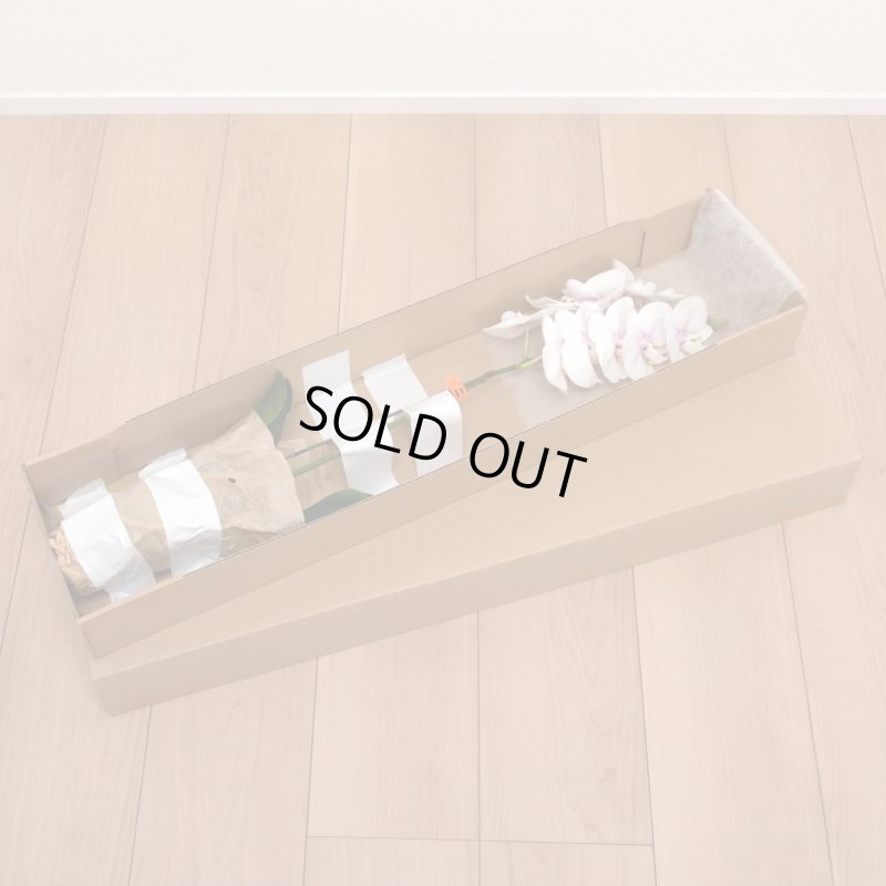 画像8: サブスク半年コース／ミディ胡蝶蘭