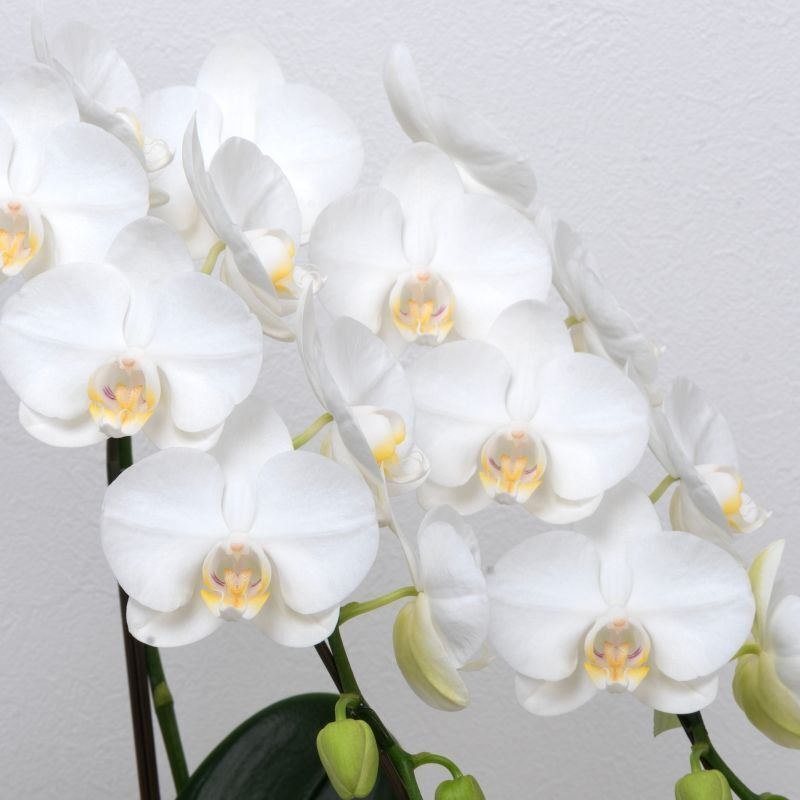 画像3: アレンジミディ胡蝶蘭3本立ち