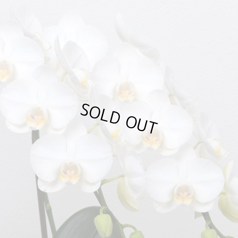 画像3: アレンジミディ胡蝶蘭5本立ち