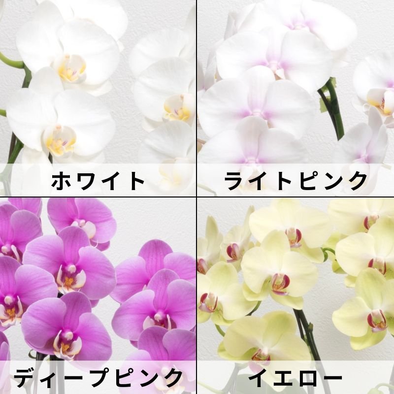 画像9: アレンジミディ胡蝶蘭3本立ち