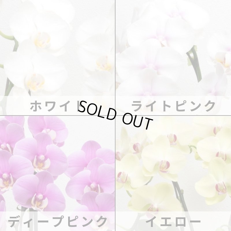 画像6: ミディ胡蝶蘭2本立ち【アーチ】