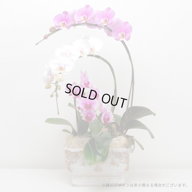 画像2: アレンジミディ胡蝶蘭3本立ち