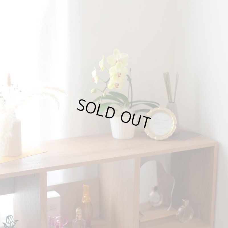 画像12: ミディ胡蝶蘭2本立ち【アーチ】